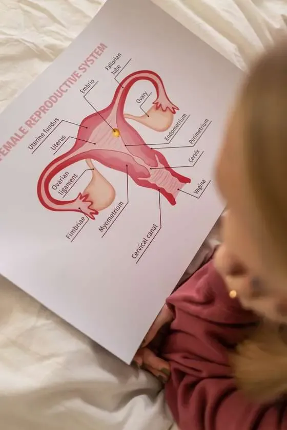 Consulta de ginecología: explicación del sistema reproductor femenino